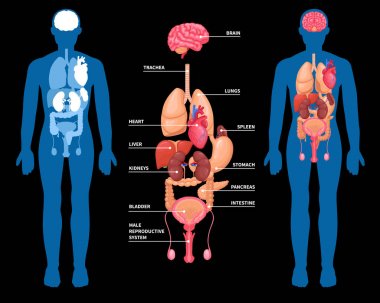 İnsan anatomisi iç organları düzeni