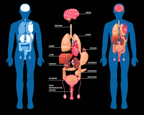 İnsan anatomisi iç organları düzeni — Stok Vektör