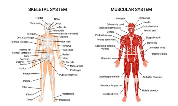 Plakat ludzkich mięśni szkieletowych systemów — Wektor stockowy