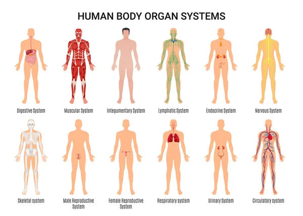 Plakat zu Organsystemen des menschlichen Körpers — Stockvektor