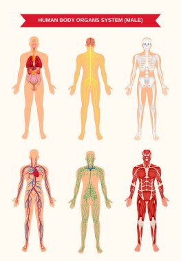 Erkek vücut Organ sistemleri Poster