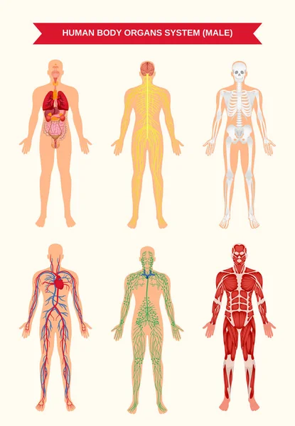 Sistemas de órganos corporales masculinos Poster — Vector de stock