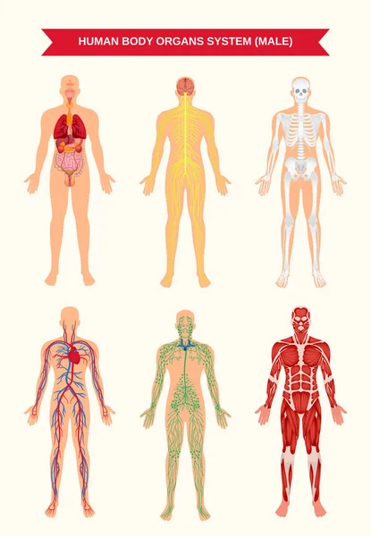 Male Body Organ Systems Poster — Stock Illustration Male Body Organ Systems Poster Stock Illustration