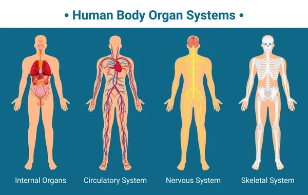 Affiche sur les systèmes d'organes du corps humain — Image vectorielle