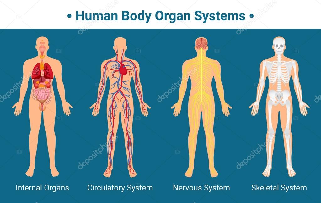 Human Body Organ Systems Poster