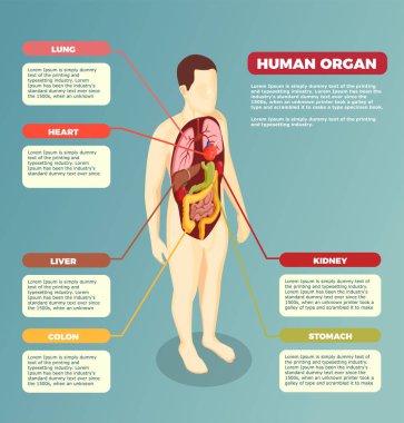 İnsan organlarını anatomik Poster
