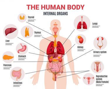 İnsan iç organlarını Infographic Poster 