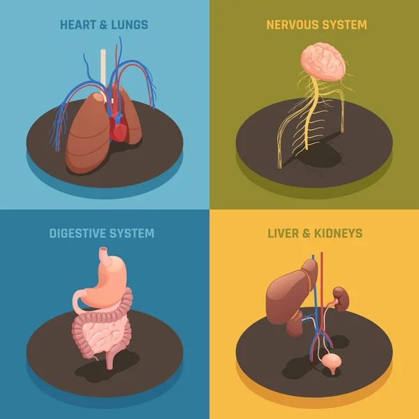 Human Organs Isometric Concept — Stock Vector