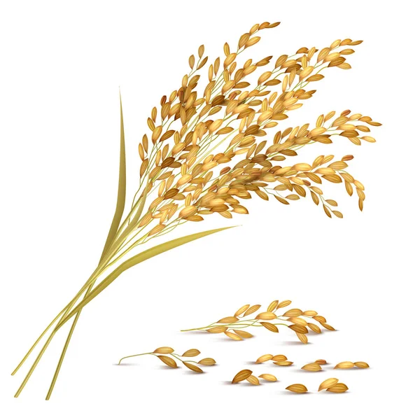 Ilustracja ziarna ryżu — Wektor stockowy