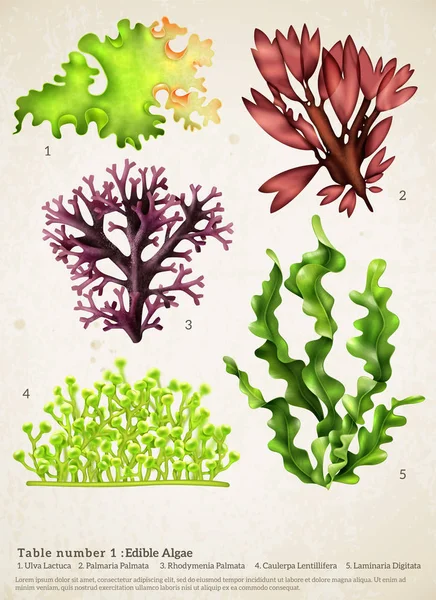 Sea Weed realistiska samling — Stock vektor