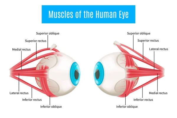Diagramme d'anatomie des yeux humains — Image vectorielle