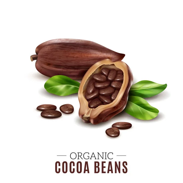 Composizione realistica del cacao — Vettoriale Stock