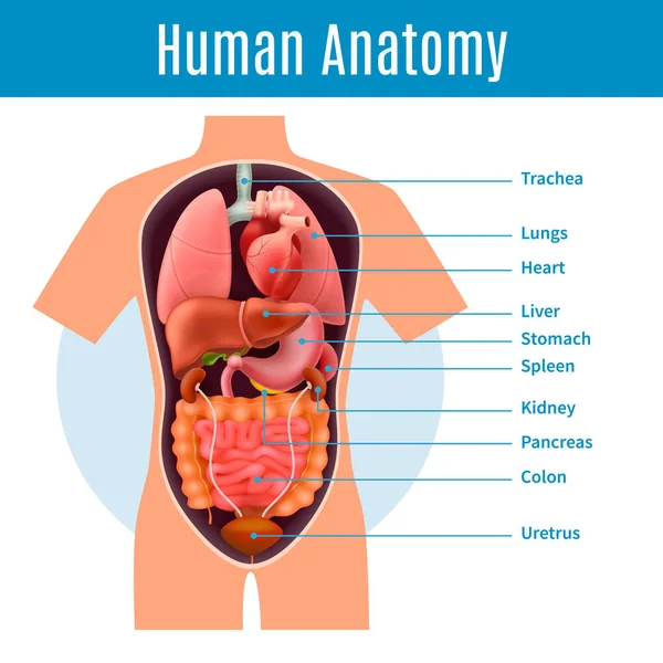 Lidské anatomie plakát — Stockový vektor