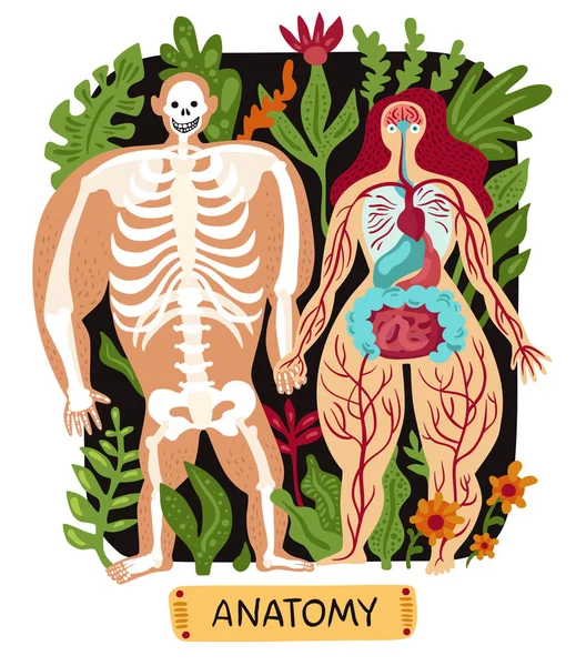 Conjunto de anatomia humana — Vetor de Stock