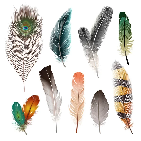 Bird Feathers Set — Stock Vector