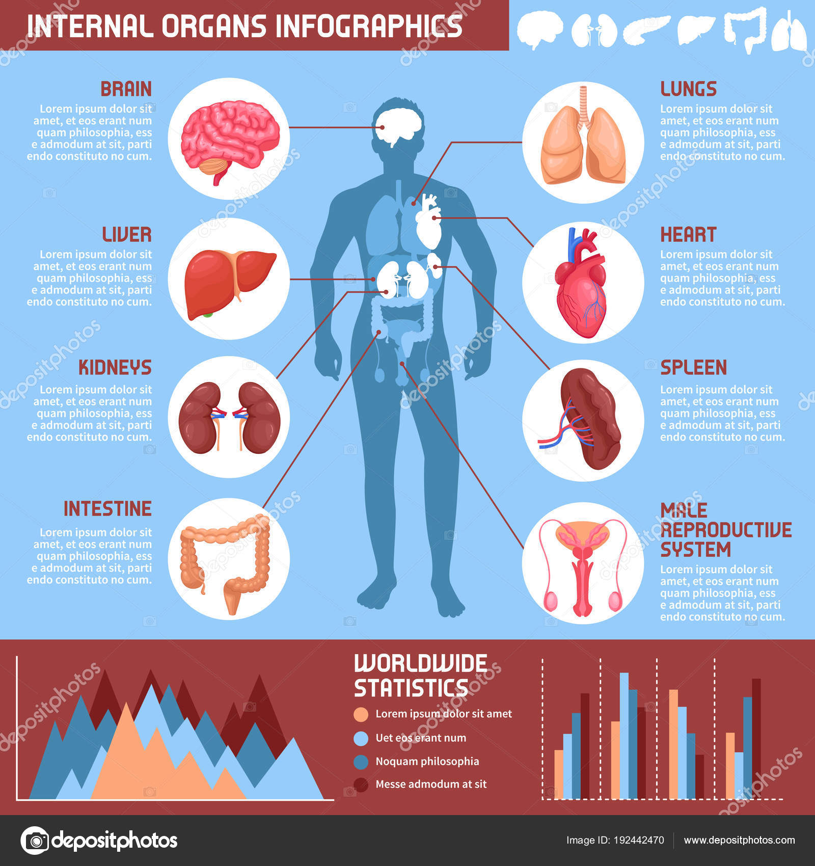 Lista 91 Imagen Esquema De Los órganos Del Cuerpo Humano Alta