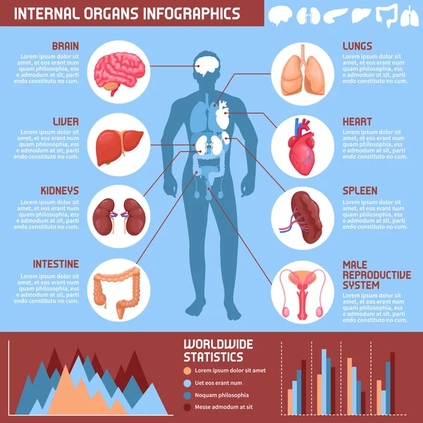 Människans inre organ Infographics — Stock vektor