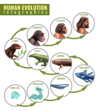 İnsan evriminin Infographics