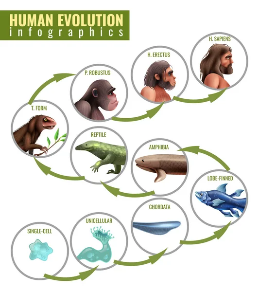 มนุษย์วิวัฒนาการ infographics — ภาพเวกเตอร์สต็อก