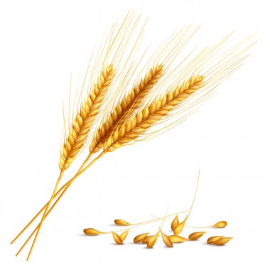 Arpa buğday illüstrasyon