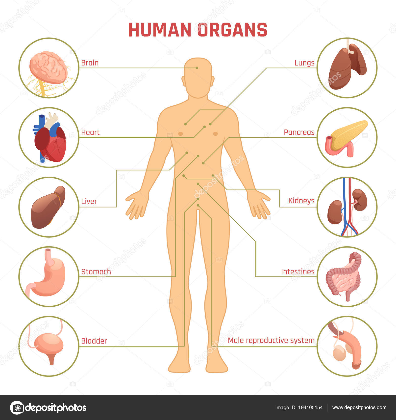 Human organs. Инфографика органы человека. Организм человека. Инфографика анатомия человека. Инфографика анатомия органы человека.