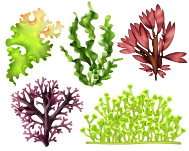 Gerçekçi deniz Weeds Mama seti