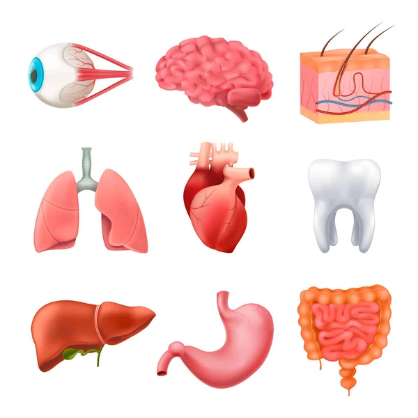 Anatomia narządów ludzkich realistyczny zestaw — Wektor stockowy