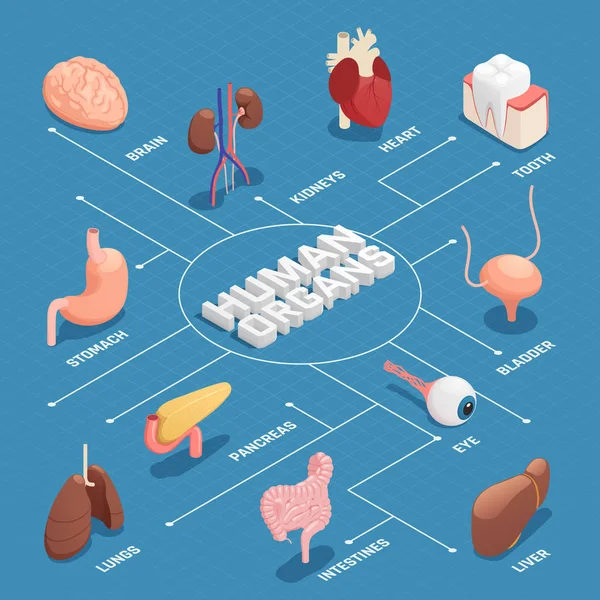 Organes humains Organigramme isométrique — Image vectorielle