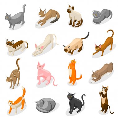 Purebred kedi izometrik simgeler