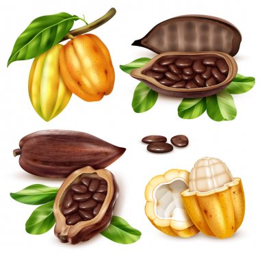 Realistic Cocoa Icon Set clipart