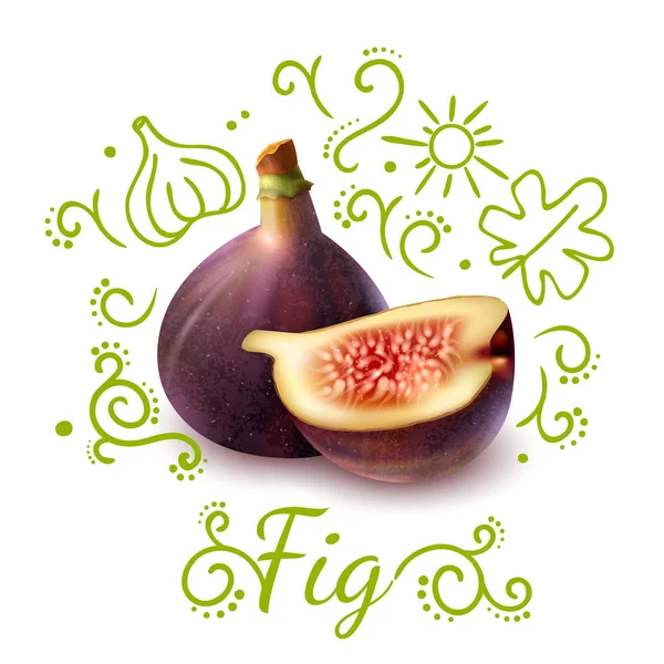 Fig Composición de Doodles de Frutas Exóticas — Vector de stock