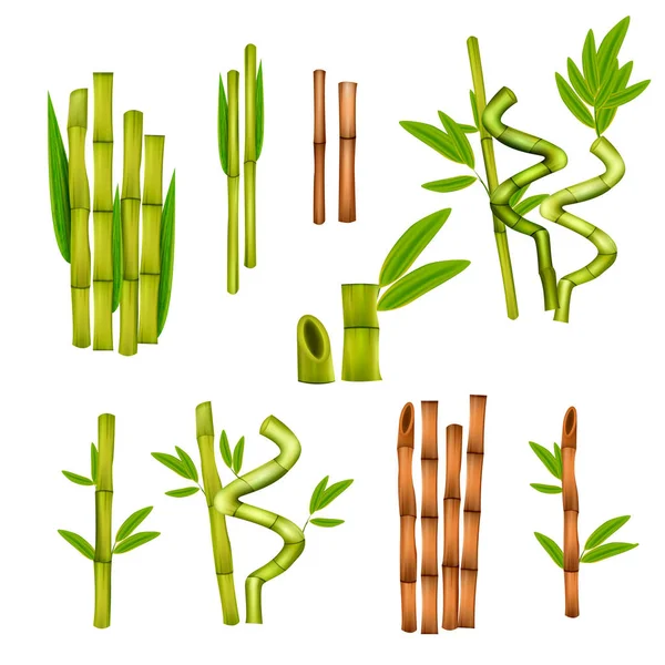 Set realista de bambú — Vector de stock