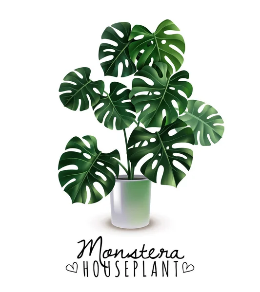 Casa realista planta Monstera — Vector de stock