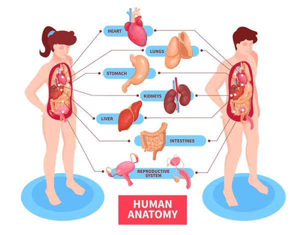 Lidské anatomie plakát — Stockový vektor