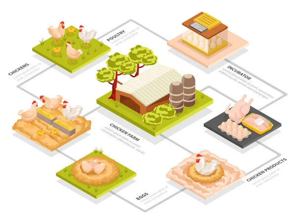 Organigramme isométrique de la ferme avicole — Image vectorielle