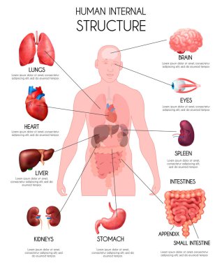 Gerçekçi ınsan Iç organları Infographics 