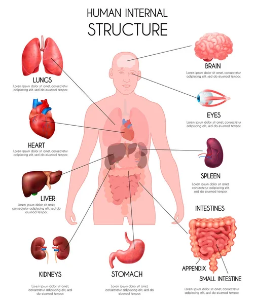 Инфографика реальных внутренних органов человека — стоковый вектор