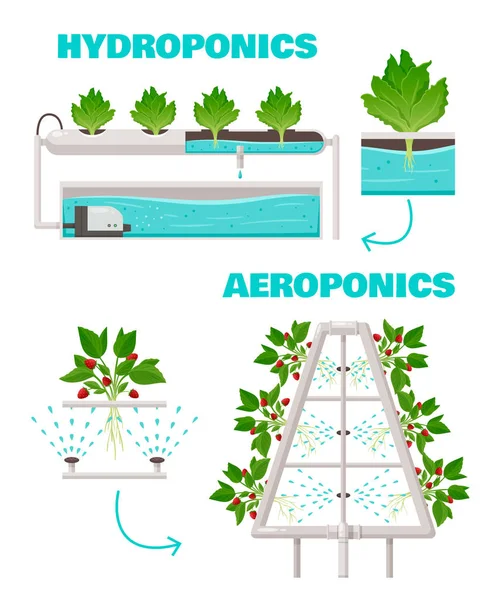 Concepto de Hidroponía y Aeroponía — Vector de stock