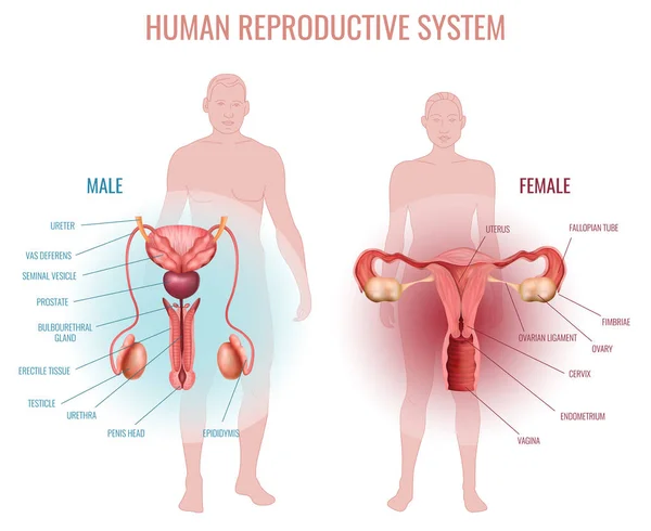 Sistema reproductivo — Vector de stock