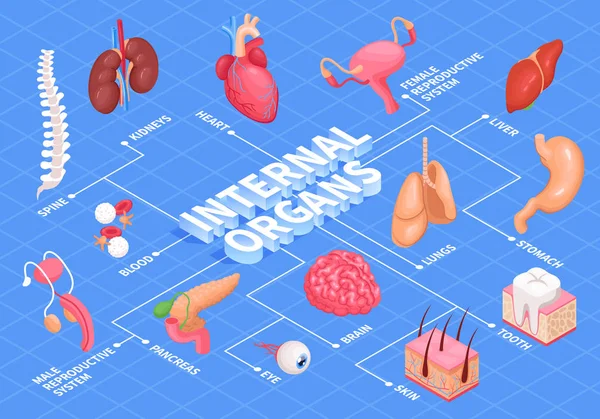 Diagrama de flujo de órganos humanos — Vector de stock