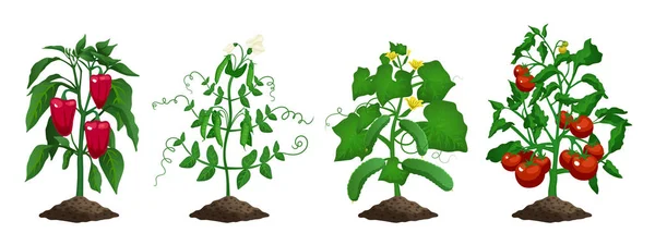 Conjunto de plantas vegetales cultivadas — Archivo Imágenes Vectoriales