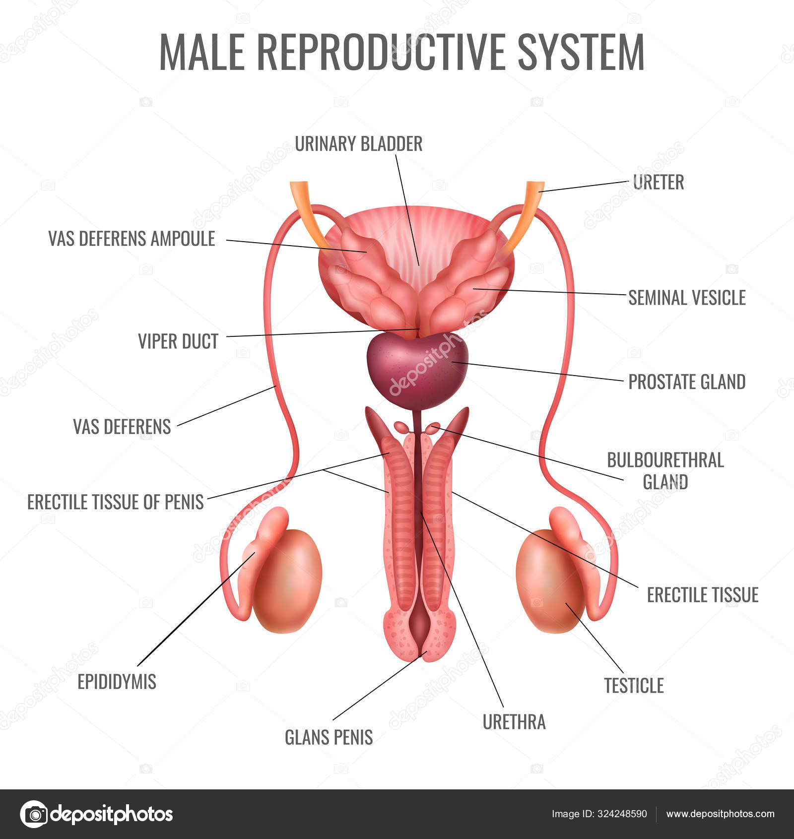 Realistic Male Reproductive System Stock Vector Image by ©macrovector  #324248590