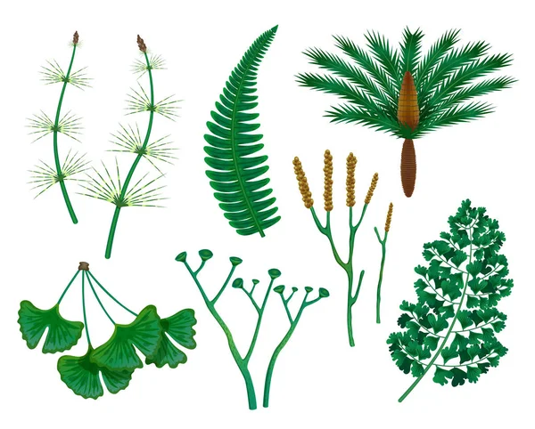 Реалистичный набор растений аборигенов — стоковый вектор