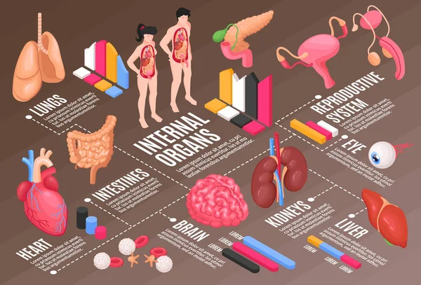 Organigramme d'anatomie humaine — Image vectorielle