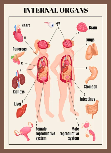 Cartaz de órgãos internos — Vetor de Stock