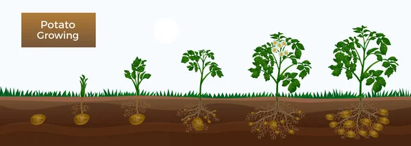 Bannière des étapes de croissance des pommes de terre — Image vectorielle