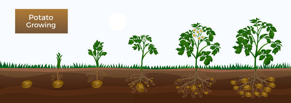 Potato Growth Stages Banner 