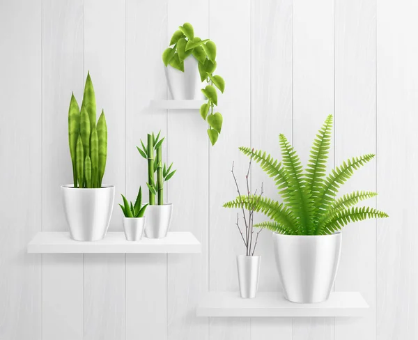 Hus växter i potten på hyllor Realistisk sammansättning — Stock vektor