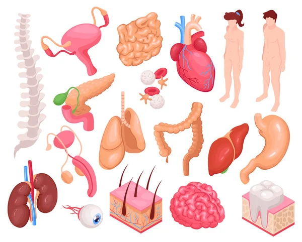 Human Organs Set — Stock Vector