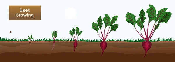 Composição das fases de crescimento da beterraba — Vetor de Stock